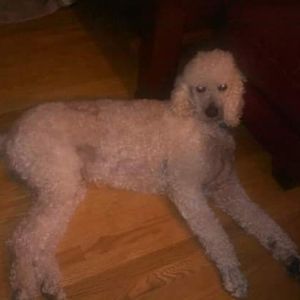 Meet your Posher, Michelle